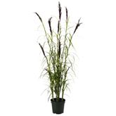 Planten