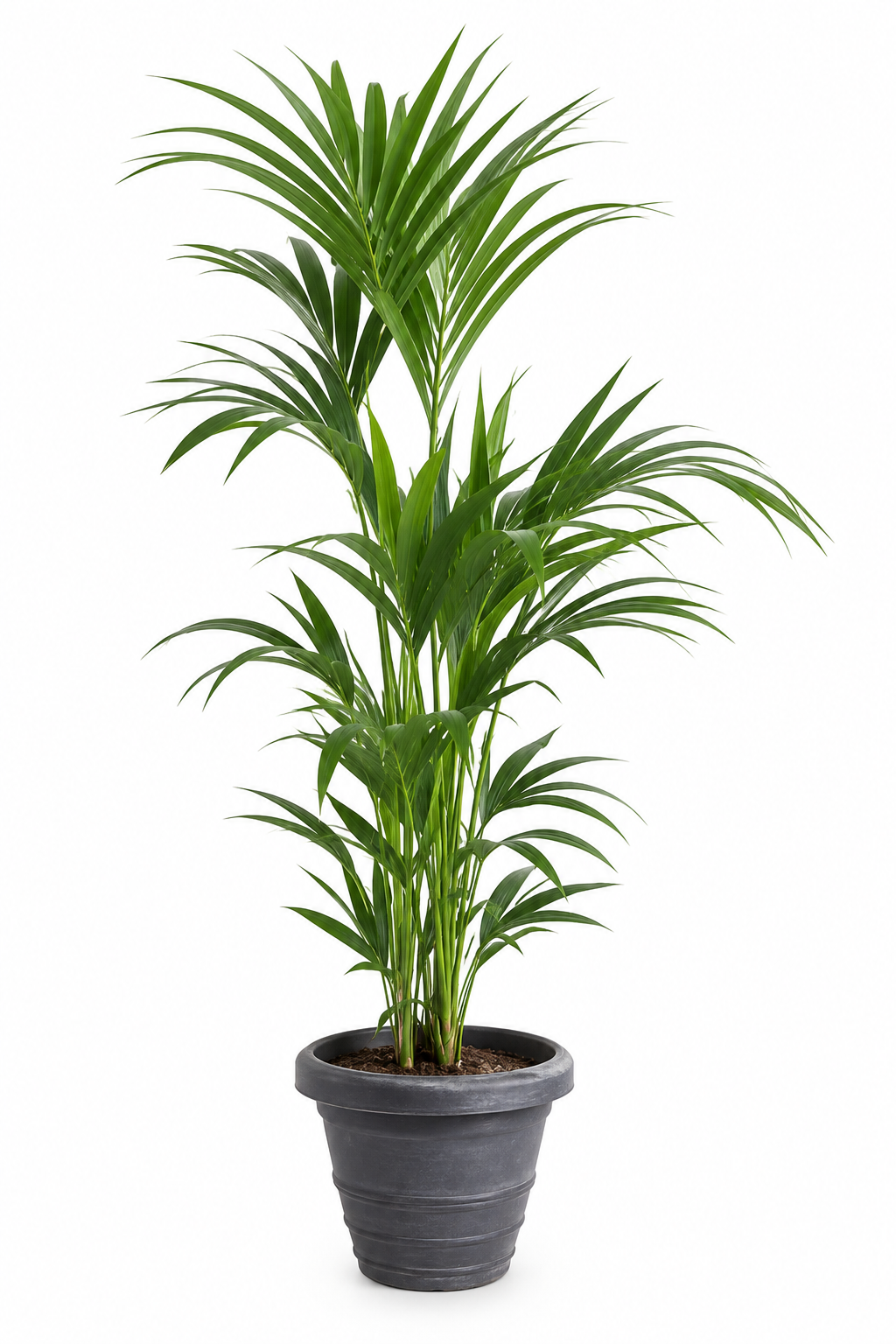 Kentia palm plant levend